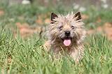 CAIRN TERRIER 223